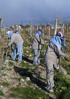 Pruning Malbec